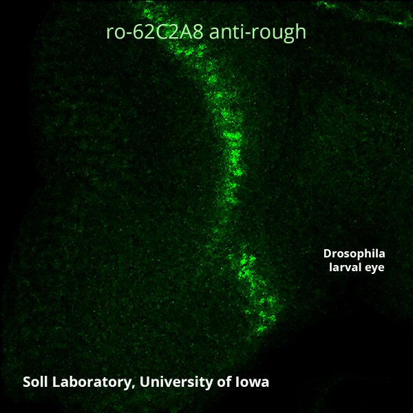 ro Antibody (ro62C2A8 antirough) DSHB